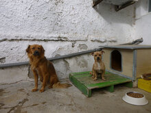 AMON, Hund, Mischlingshund in Bulgarien - Bild 7