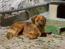 AMON, Hund, Mischlingshund in Bulgarien - Bild 9