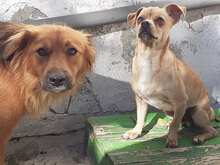 AMON, Hund, Mischlingshund in Waldesch - Bild 8