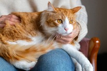 BUBBLE, Katze, Europäisch Kurzhaar in Zypern - Bild 2