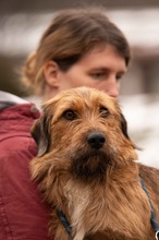 HOBORC, Hund, Mischlingshund in Ungarn - Bild 3