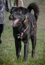 ISAAC, Hund, Mischlingshund in Portugal - Bild 5