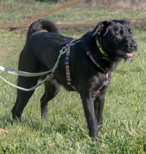 ISAAC, Hund, Mischlingshund in Portugal - Bild 6