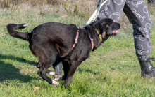 ISAAC, Hund, Mischlingshund in Portugal - Bild 7