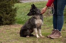 YRSA, Hund, Mischlingshund in Ungarn - Bild 10