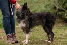 YRSA, Hund, Mischlingshund in Ungarn - Bild 11