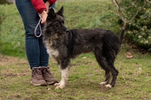 YRSA, Hund, Mischlingshund in Ungarn - Bild 12