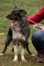 YRSA, Hund, Mischlingshund in Ungarn - Bild 13