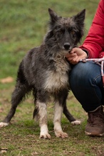 YRSA, Hund, Mischlingshund in Ungarn - Bild 14