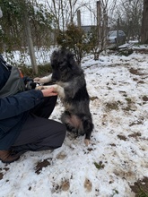 YRSA, Hund, Mischlingshund in Ungarn - Bild 3