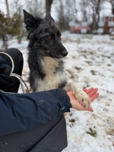 YRSA, Hund, Mischlingshund in Ungarn - Bild 7