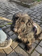 CECILIA, Hund, Mischlingshund in Solingen - Bild 2