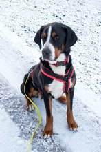 BALDUR, Hund, Großer Schweizer Sennenhund in Augsburg - Bild 1