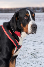 BALDUR, Hund, Großer Schweizer Sennenhund in Augsburg - Bild 10