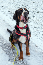 BALDUR, Hund, Großer Schweizer Sennenhund in Augsburg - Bild 2