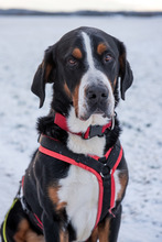 BALDUR, Hund, Großer Schweizer Sennenhund in Augsburg - Bild 3