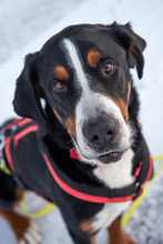 BALDUR, Hund, Großer Schweizer Sennenhund in Augsburg - Bild 4