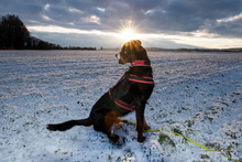 BALDUR, Hund, Großer Schweizer Sennenhund in Augsburg - Bild 5