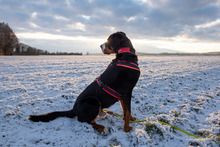 BALDUR, Hund, Großer Schweizer Sennenhund in Augsburg - Bild 6