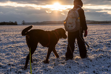 BALDUR, Hund, Großer Schweizer Sennenhund in Augsburg - Bild 7