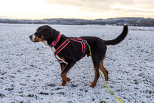 BALDUR, Hund, Großer Schweizer Sennenhund in Augsburg - Bild 8