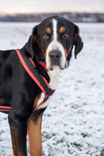 BALDUR, Hund, Großer Schweizer Sennenhund in Augsburg - Bild 9