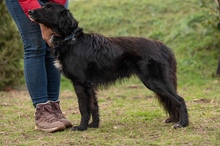 GOLIAT, Hund, Mischlingshund in Ungarn - Bild 10