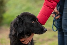 GOLIAT, Hund, Mischlingshund in Ungarn - Bild 12