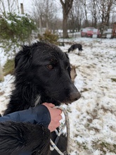 GOLIAT, Hund, Mischlingshund in Ungarn - Bild 15