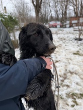 GOLIAT, Hund, Mischlingshund in Ungarn - Bild 17