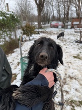 GOLIAT, Hund, Mischlingshund in Ungarn - Bild 18