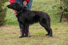 GOLIAT, Hund, Mischlingshund in Ungarn - Bild 19