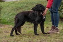 GOLIAT, Hund, Mischlingshund in Ungarn - Bild 2