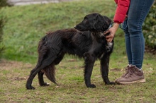 GOLIAT, Hund, Mischlingshund in Ungarn - Bild 3