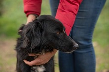 GOLIAT, Hund, Mischlingshund in Ungarn - Bild 4