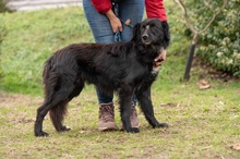 GOLIAT, Hund, Mischlingshund in Ungarn - Bild 7