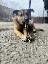 GOLDJUNGE, Hund, Mischlingshund in Dittelsheim-Heßloch - Bild 1