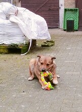 GOLDJUNGE, Hund, Mischlingshund in Dittelsheim-Heßloch - Bild 9