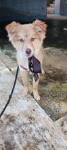 KELLY, Hund, Siberian Husky-Mix in Italien - Bild 1