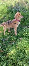 KELLY, Hund, Siberian Husky-Mix in Italien - Bild 6