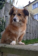 GOLDIE, Hund, Mischlingshund in Saarbrücken - Bild 3