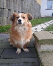 GOLDIE, Hund, Mischlingshund in Saarbrücken - Bild 4