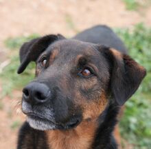 TOM, Hund, Deutscher Schäferhund-Mix in Spanien - Bild 1