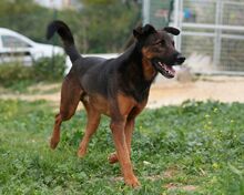 TOM, Hund, Deutscher Schäferhund-Mix in Spanien - Bild 2