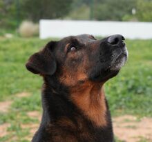 TOM, Hund, Deutscher Schäferhund-Mix in Spanien - Bild 3