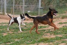 TOM, Hund, Deutscher Schäferhund-Mix in Spanien - Bild 5