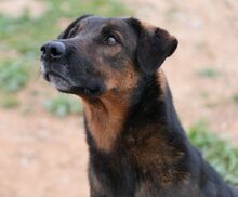 TOM, Hund, Deutscher Schäferhund-Mix in Spanien - Bild 6