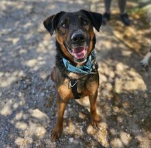 TOM, Hund, Deutscher Schäferhund-Mix in Spanien - Bild 9