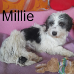 MILLIE, Hund, Maltipoo in Salzwedel - Bild 1