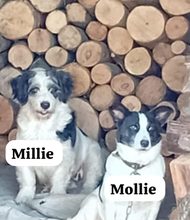 MILLIE, Hund, Maltipoo in Salzwedel - Bild 11